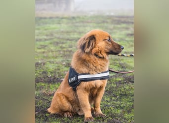 Leo SI - schüchtern, neugierig