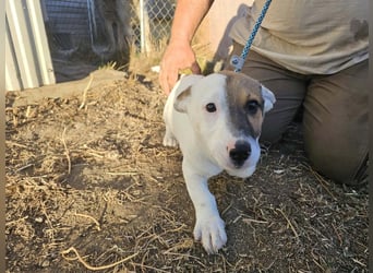 Byron, geboren 15.06.2026, 31cm sucht seine Chance
