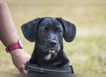 Bubba SI - verspielt, offen 