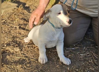 Byron, geboren 15.06.2026, 31cm sucht seine Chance