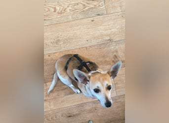 Egerke - neugierig , anhänglich 