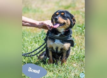 Bond - offen, freundlich 