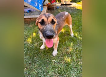Toto, geboren 08.02.2026, 34cm sucht seine Leute