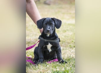 Bubba SI - verspielt, offen 