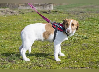 Tesco SI - schüchtern, manchmal ängstlich 