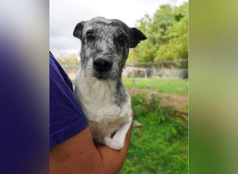 Susy VA - sucht ein Zuhause