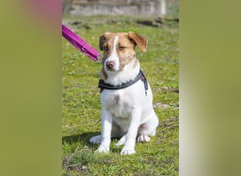 Tesco SI - schüchtern, manchmal ängstlich 