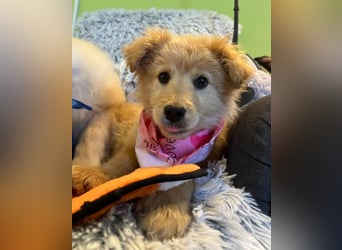 Pamela - energiegeladen, verspielt