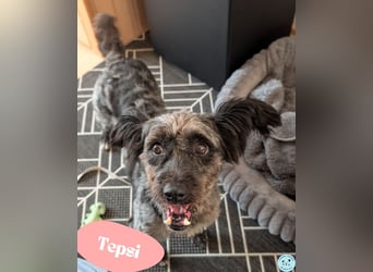 Tepsi - freundlich, witzig