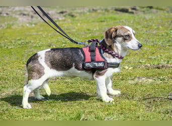 Manci SI - misstrauisch, noch scheu