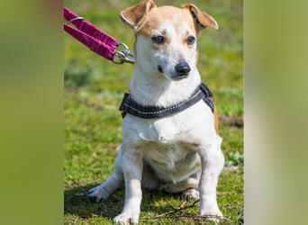 Egerke SI - zurückhaltend, eher scheu