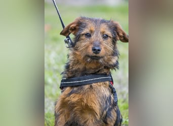 Szakall SI - vorsichtig, aktiv