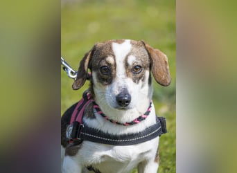 Manci SI - misstrauisch, noch scheu