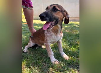 Toto, geboren 08.02.2026, 34cm sucht seine Leute
