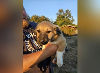 Bijou, geboren 15.06.2026, 29cm sucht ihr für immer Zuhause