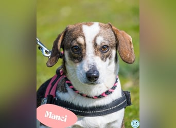 Manci SI - misstrauisch, noch scheu