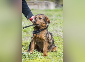 Szakall SI - vorsichtig, aktiv