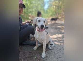 Jack - netter Hundejunge