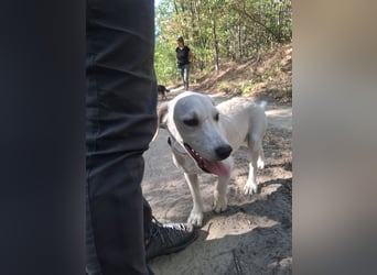 Jack - netter Hundejunge