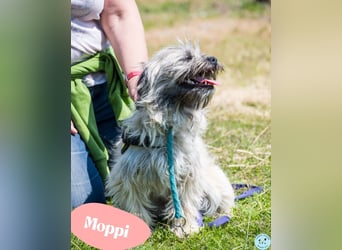 Moppi - offen und sehr freundlich