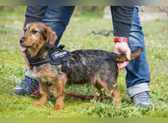 Bajusz - vorsichtig, aktiv