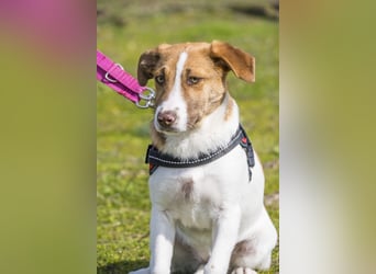 Tesco SI - schüchtern, manchmal ängstlich 