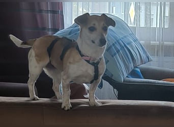 Egerke - neugierig , anhänglich 