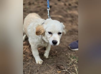 Toma - netter Hundejunge