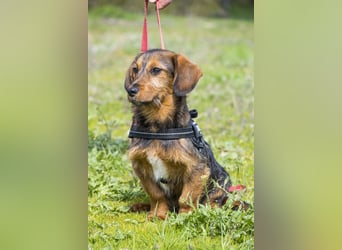 Bajusz - vorsichtig, aktiv