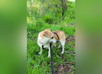 Egerke - neugierig , anhänglich 