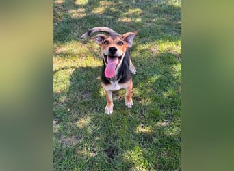 Teo, geboren 08.02.2026, 34cm sucht sein Körbchen