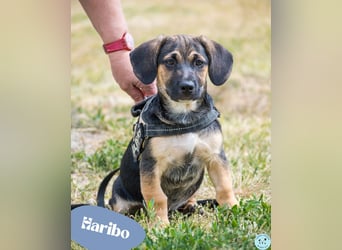 Haribo SI - verspielt, lieb 