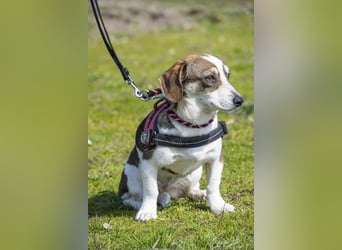 Manci SI - misstrauisch, noch scheu