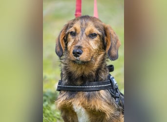 Bajusz - vorsichtig, aktiv