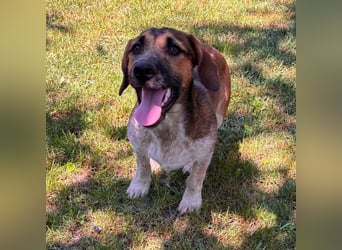Toto, geboren 08.02.2026, 34cm sucht seine Leute