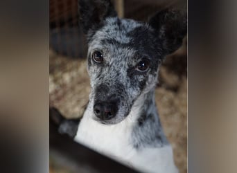 Susy VA - sucht ein Zuhause