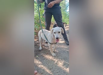 Jack - netter Hundejunge