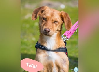 Tefal SI - freundlich, aufgeschlossen