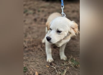 Toma - netter Hundejunge