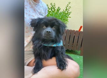 Robin - liebt Streicheleinheiten