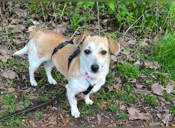 Egerke - neugierig , anhänglich 