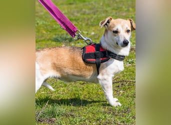 Egerke - neugierig , anhänglich 