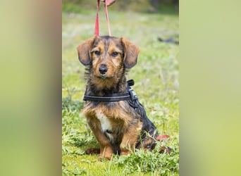 Bajusz - vorsichtig, aktiv