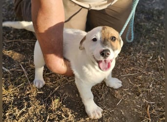 Byron, geboren 15.06.2026, 31cm sucht seine Chance