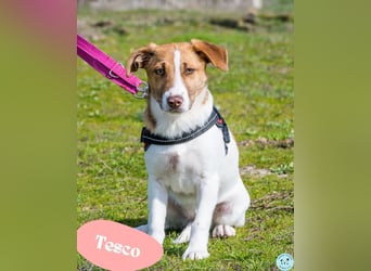 Tesco SI - schüchtern, manchmal ängstlich 