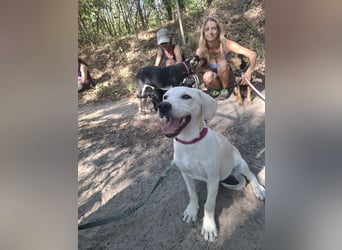 Jack - netter Hundejunge