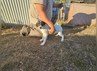 Bonbon, geboren 15.06.2026, 35cm sucht ihr Plätzchen
