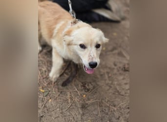 Toma - netter Hundejunge