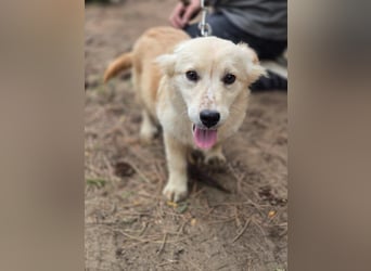 Toma - netter Hundejunge