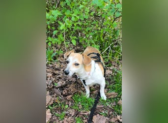 Egerke - neugierig , anhänglich 